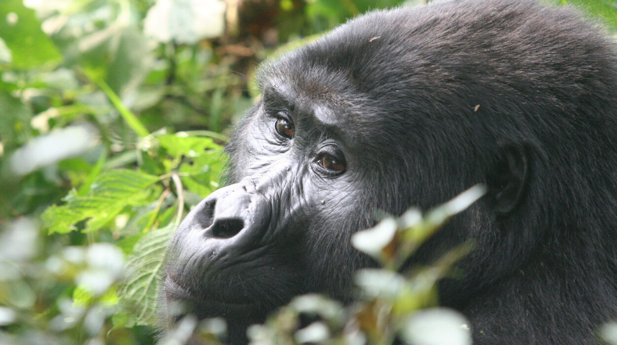 Book a Gorilla Permit in Uganda and Rwanda