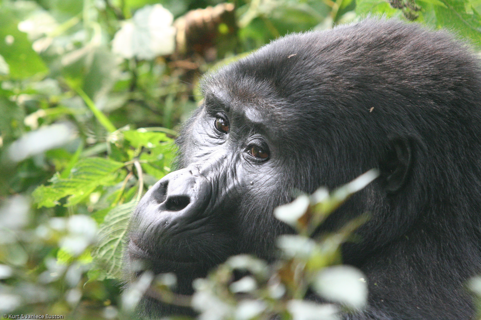 Book a Gorilla Permit in Uganda and Rwanda
