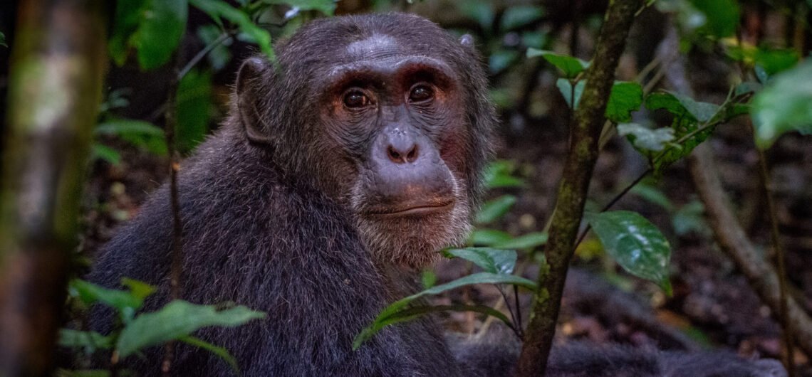 Kalinzu Forest home of the chimpanzees. Combine Chimpanzee trekking with wildlife safaris to Kalinzu and Queen Elizabeth National park.