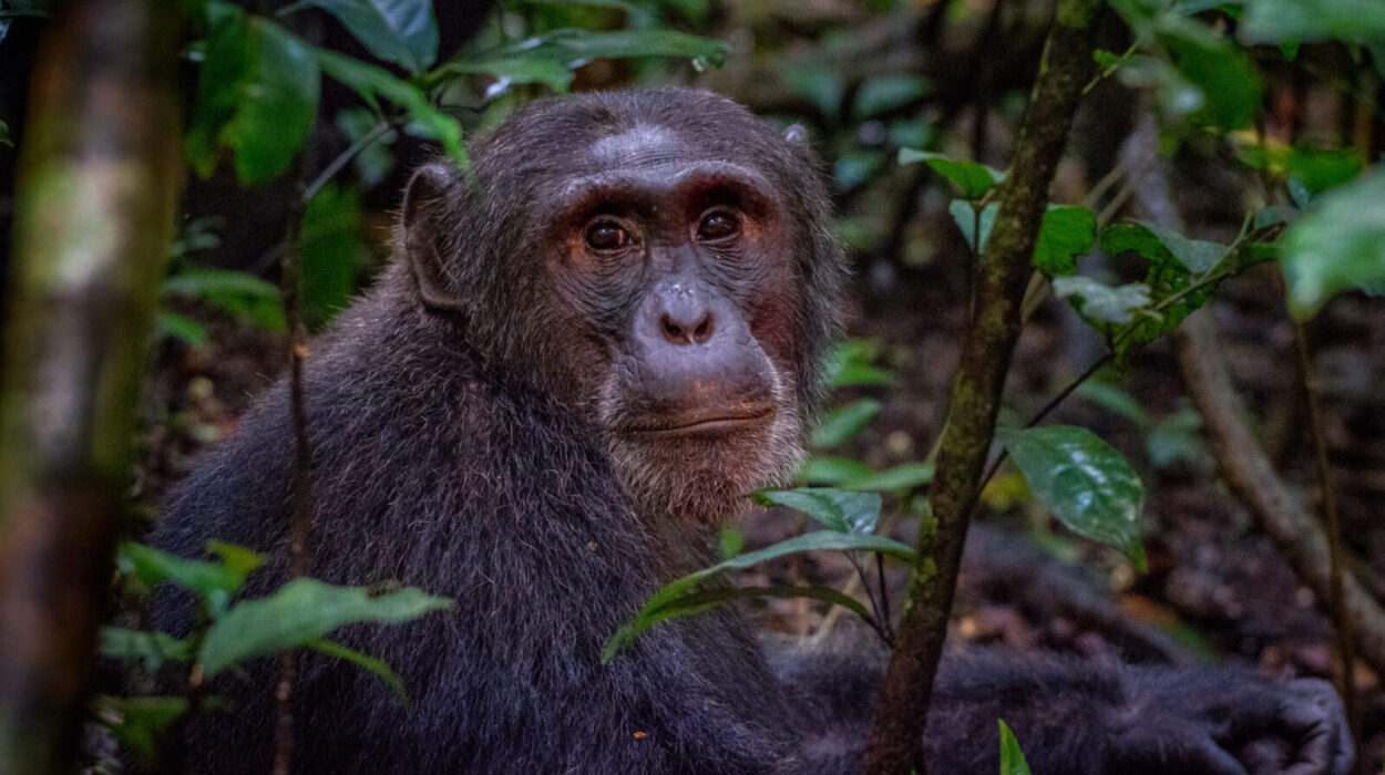 Kalinzu Forest home of the chimpanzees. Combine Chimpanzee trekking with wildlife safaris to Kalinzu and Queen Elizabeth National park.