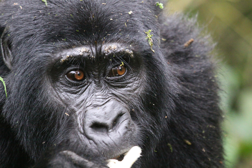 Budget Gorilla Trekking in Uganda and Rwanda