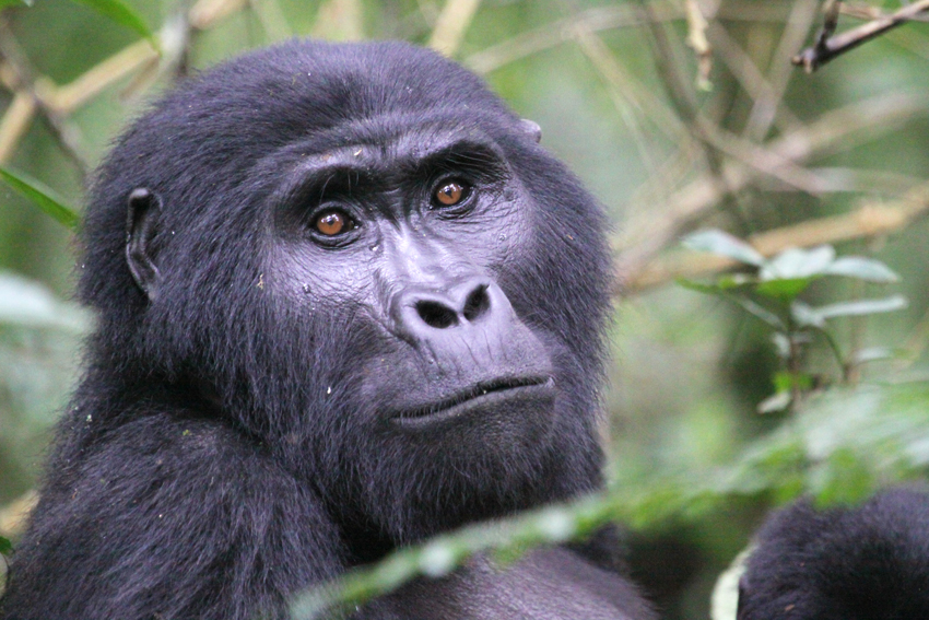 Gorilla Trekking with Wildlife Safaris in Uganda and Rwanda.