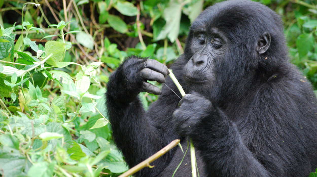 Comparing Uganda Rwanda Gorilla Trekking Safaris