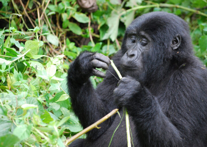 Comparing Uganda Rwanda Gorilla Trekking Safaris