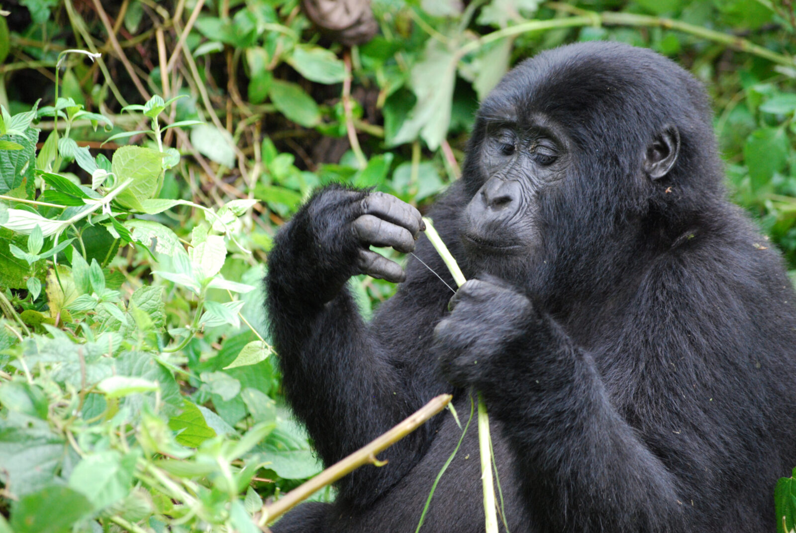 Comparing Uganda Rwanda Gorilla Trekking Safaris