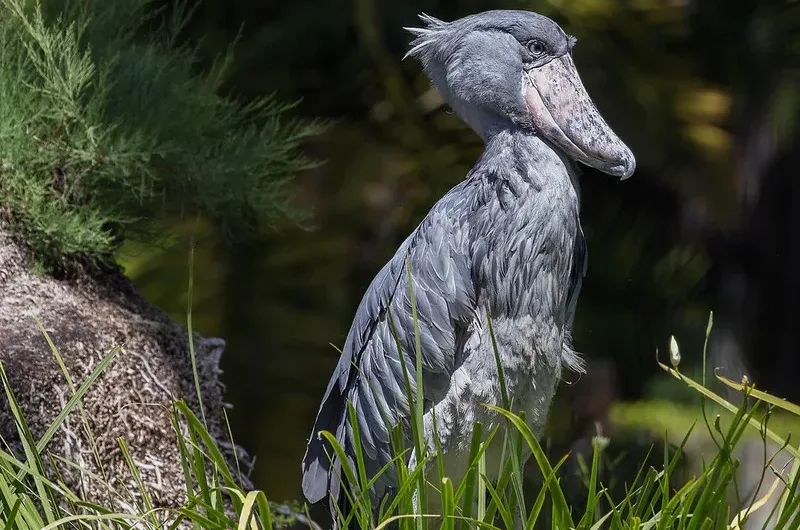 The Shoebill Stork Adventure at Mabamba Wetland - Best place to see a shoebill in it true natural habitat- Bird watching safaris in Uganda 