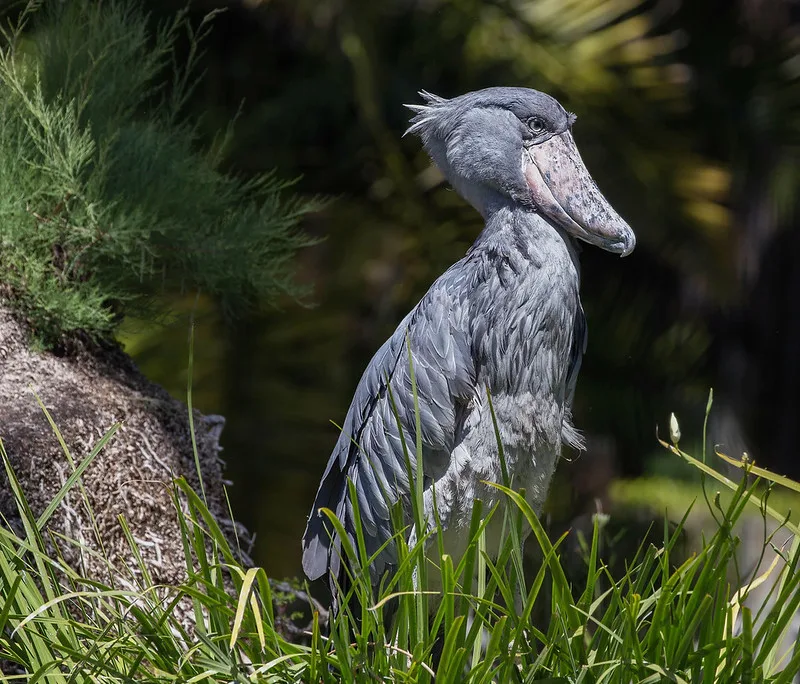 The Shoebill Stork Adventure at Mabamba Wetland - Best place to see a shoebill in it true natural habitat- Bird watching safaris in Uganda 