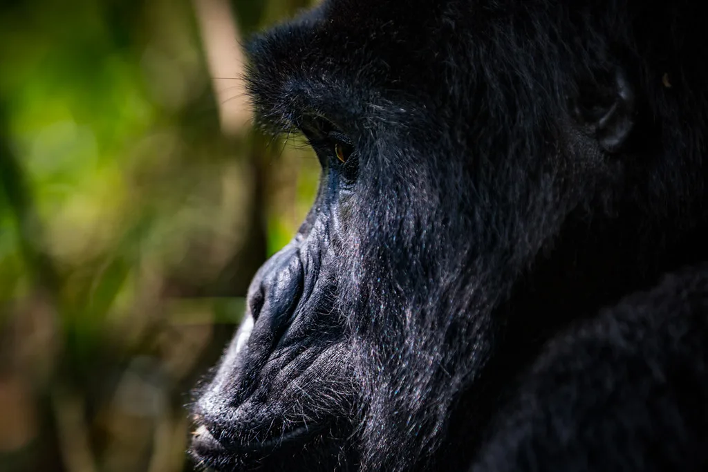 The oldest gorilla group leader