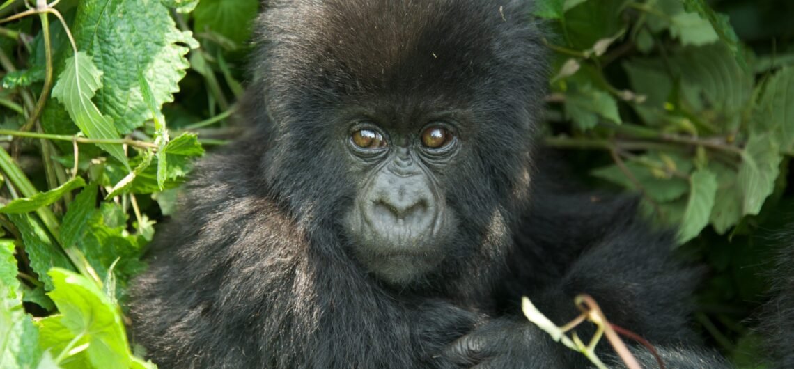 Prince Charles names a baby gorilla in Rwanda
