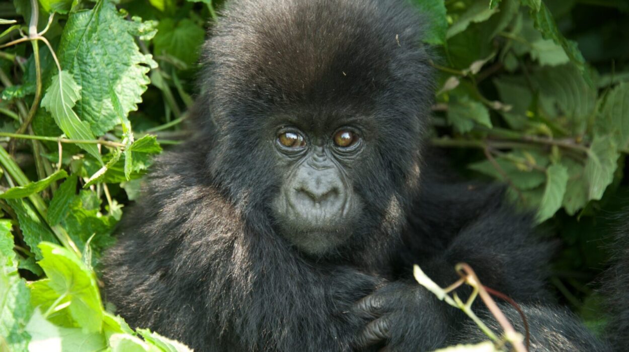 Prince Charles names a baby gorilla in Rwanda