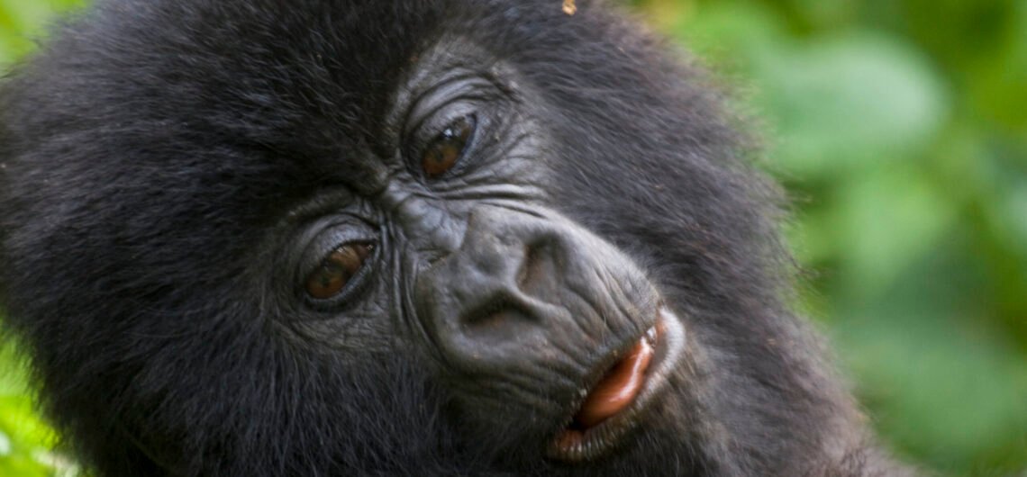 Top destinations for Gorilla trekking