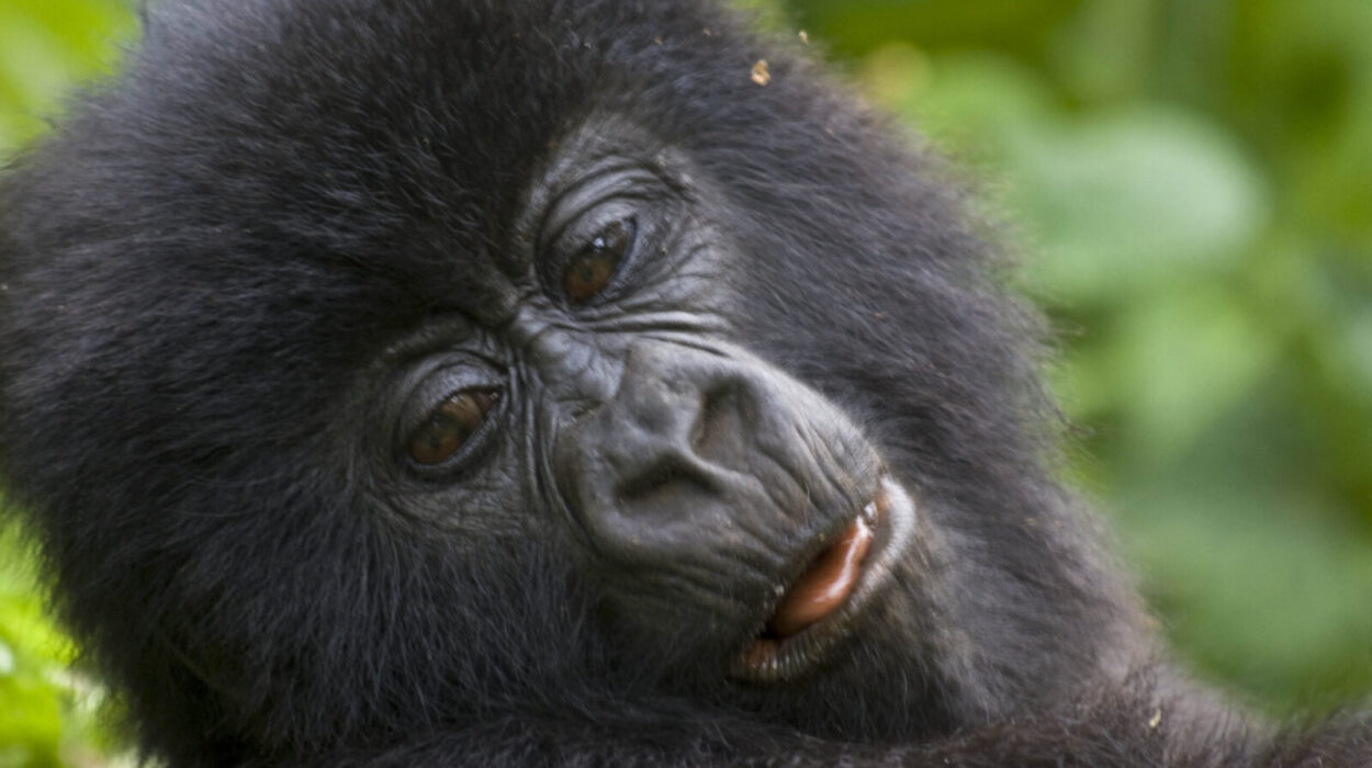 Top destinations for Gorilla trekking