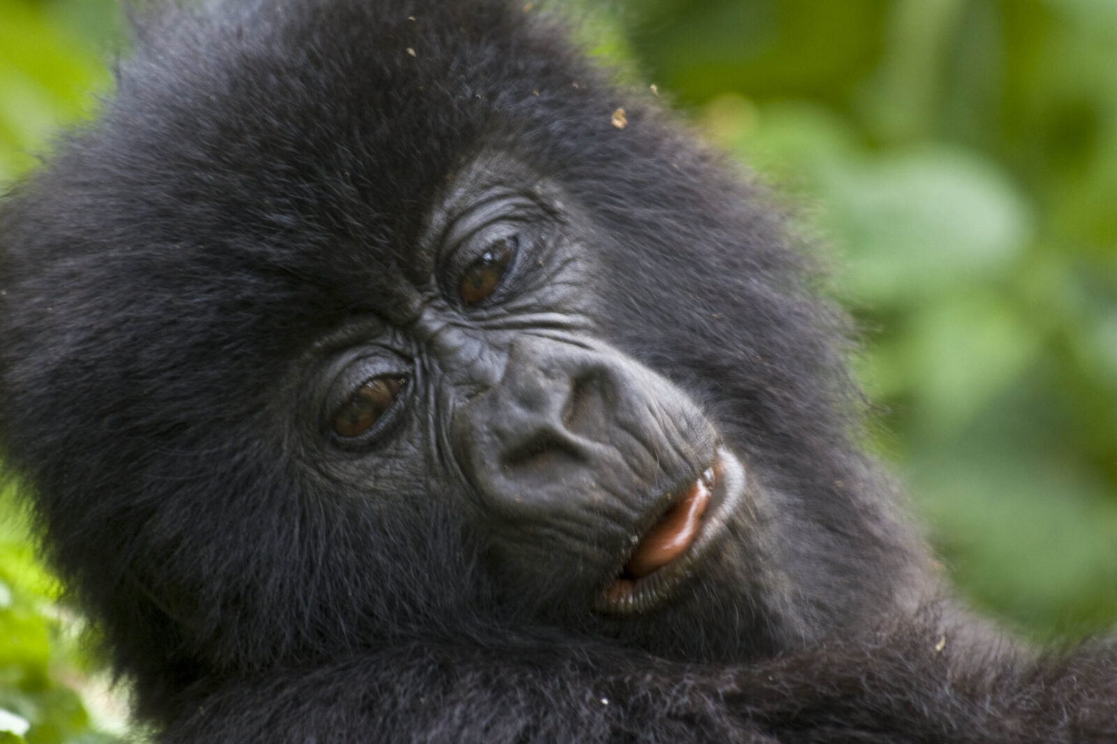 Top destinations for Gorilla trekking