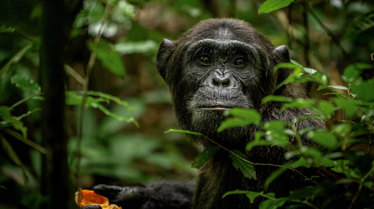 Top destinations for Chimpanzee Tracking in Uganda.