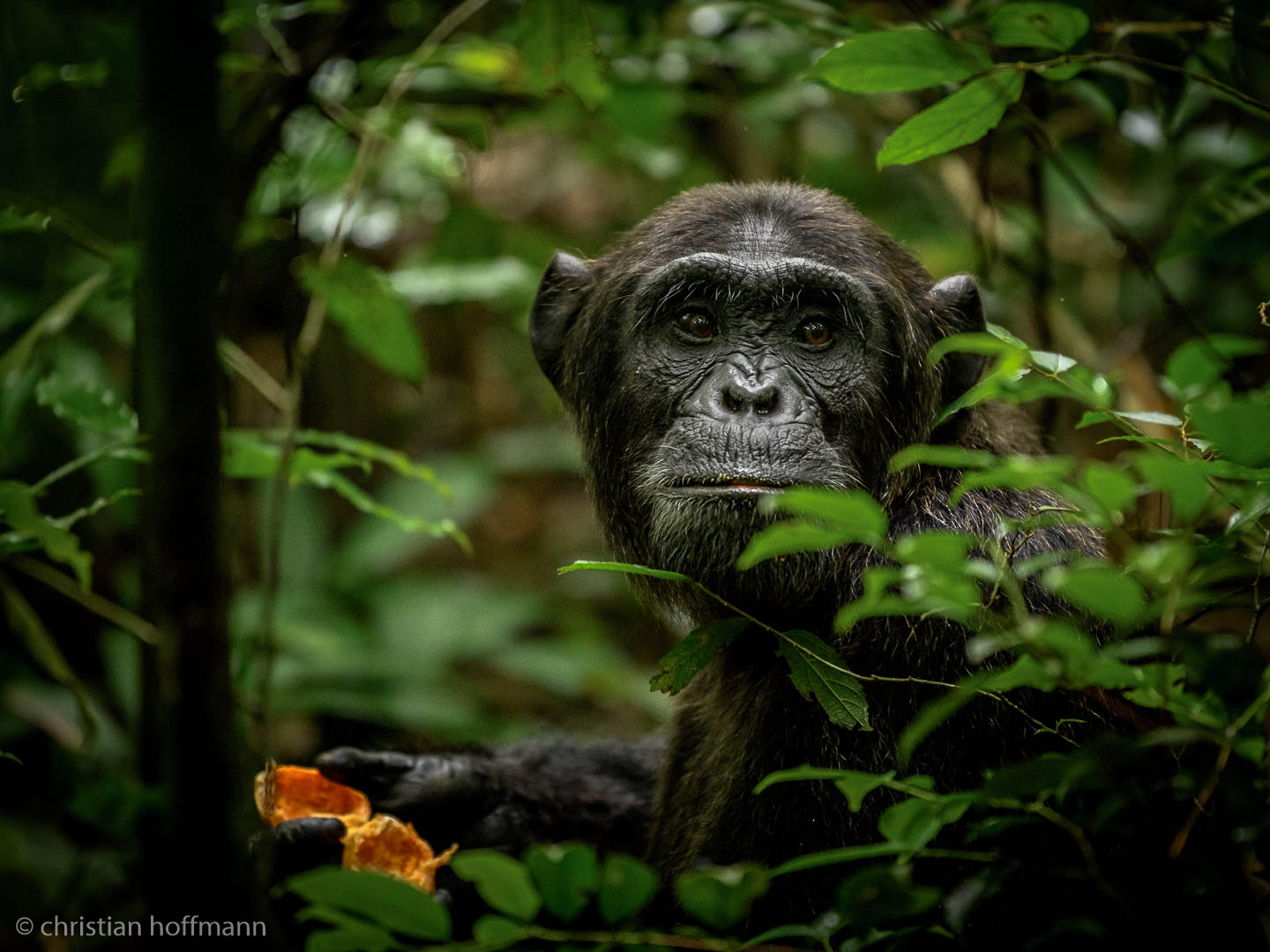 Top destinations for Chimpanzee Tracking in Uganda.