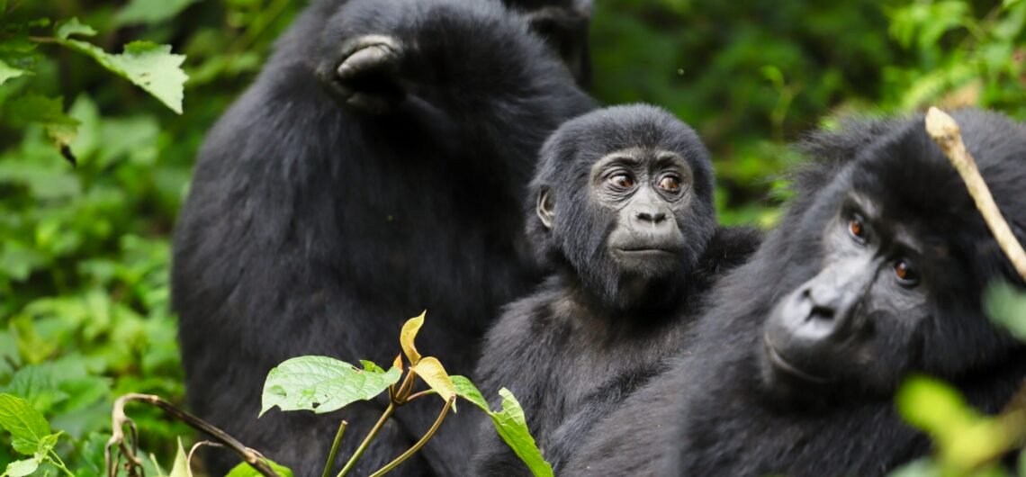 Gorilla Trekking Experience in Bwindi