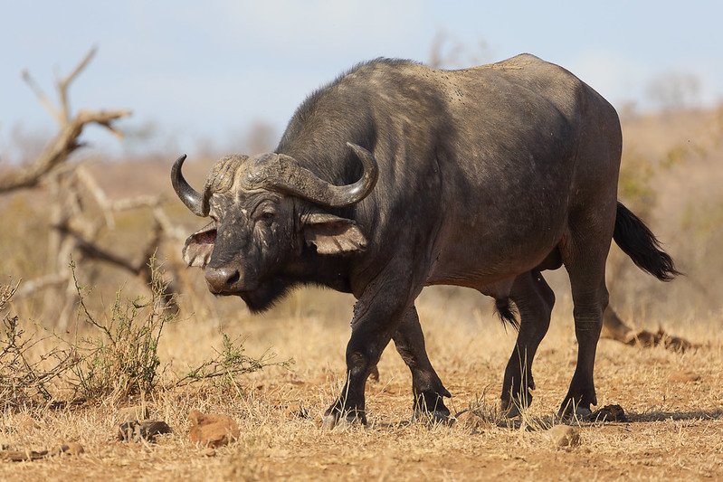 uganda wildlife
