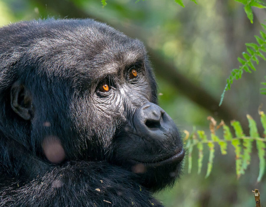 The Best Time for Gorilla Trekking