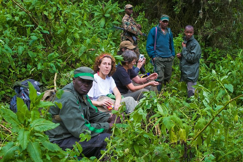 The Best Time for Gorilla Trekking in Uganda and Rwanda.