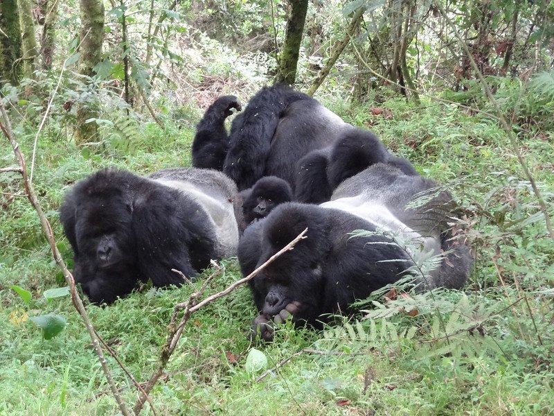 Mgahinga Gorilla National Game Park