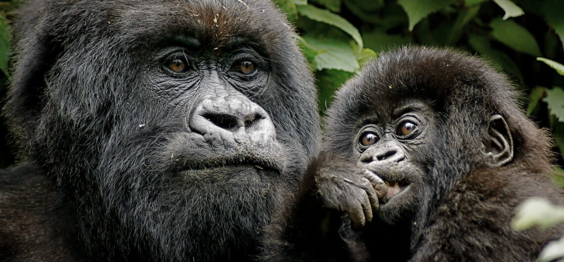 Dos and don’t for gorilla trekking in Uganda and Rwanda.