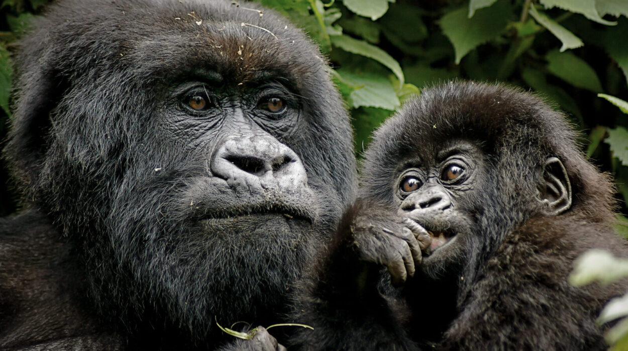 Dos and don’t for gorilla trekking in Uganda and Rwanda.