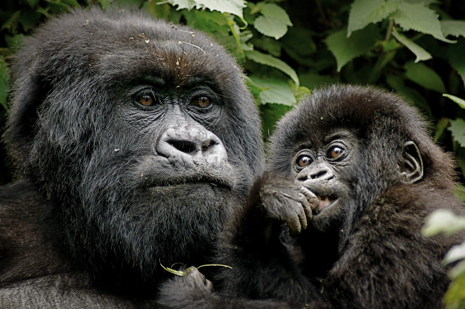 Dos and don’t for gorilla trekking in Uganda and Rwanda.