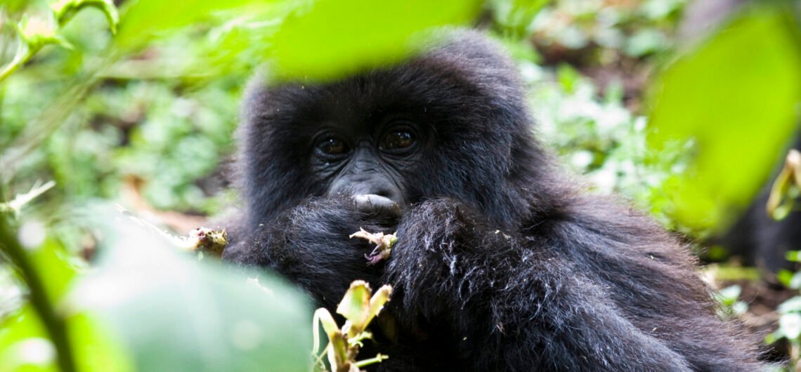 Booking a family gorilla trekking safari. Traveling with family for gorilla trekking in Uganda and Rwanda is an adventure of a life time