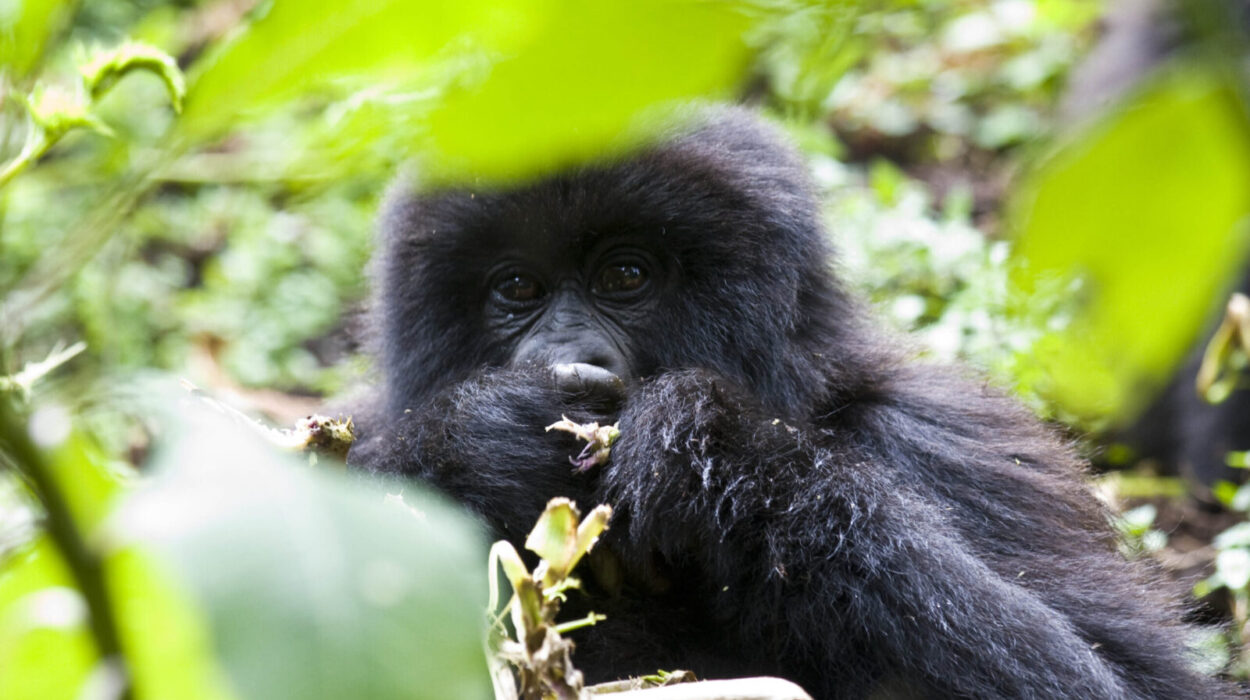 Booking a family gorilla trekking safari. Traveling with family for gorilla trekking in Uganda and Rwanda is an adventure of a life time