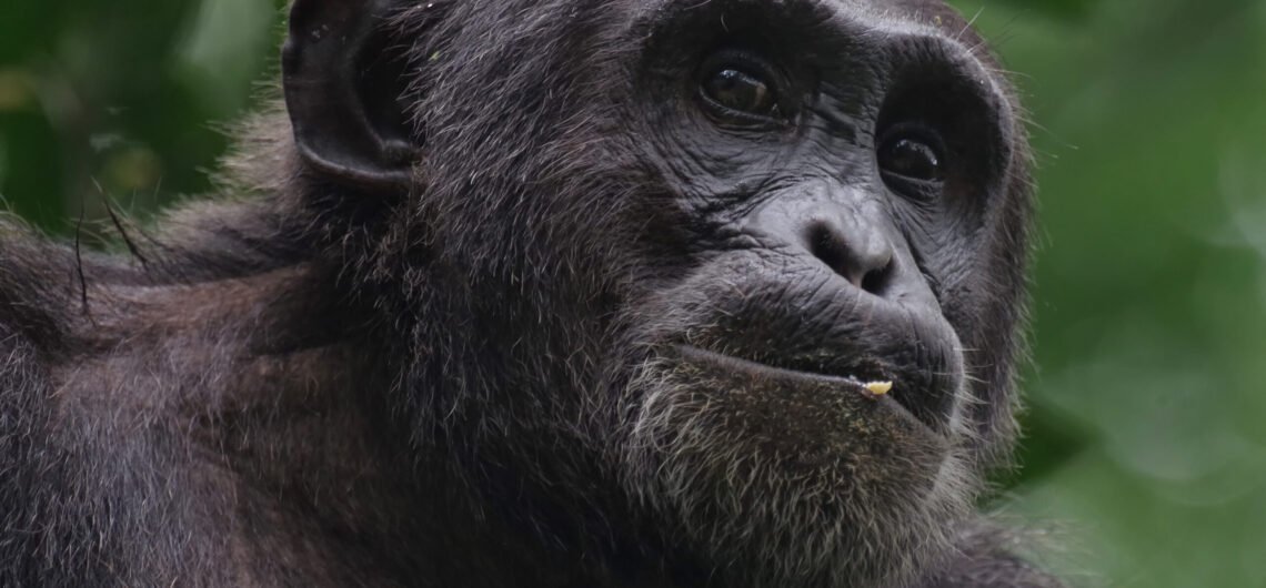 Tracking wild chimpanzees in Uganda’s tropical forests