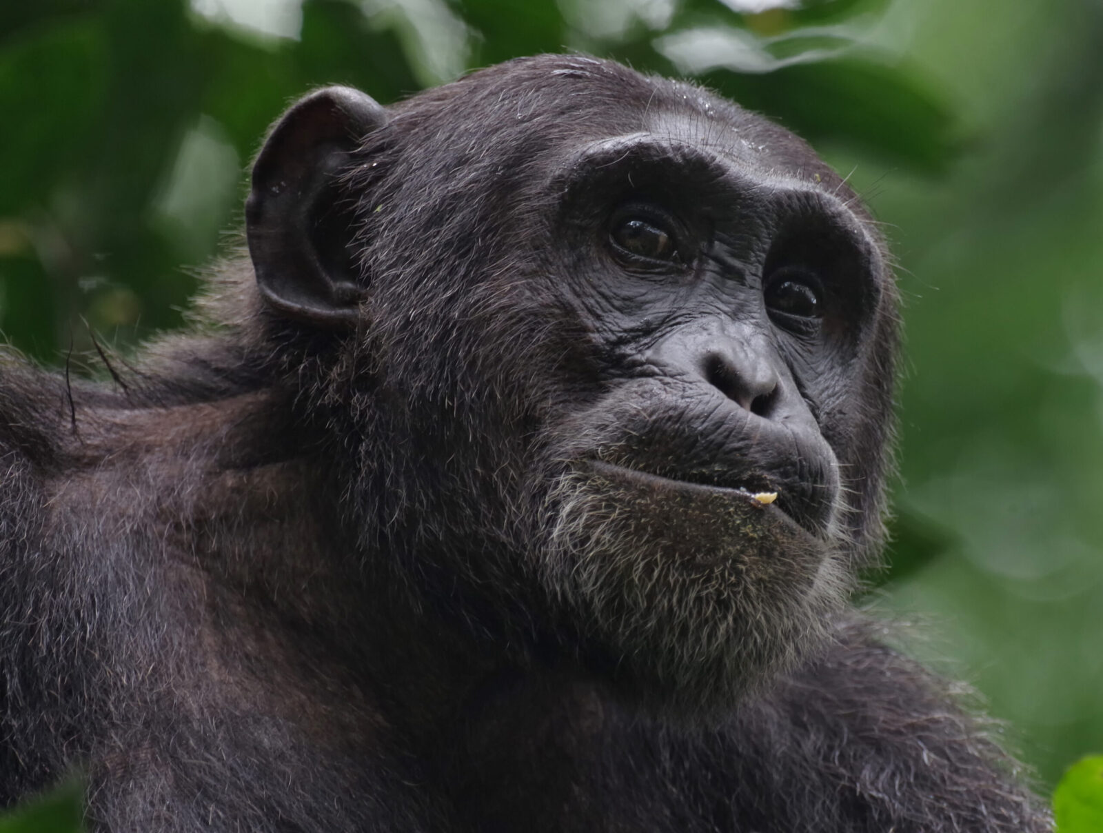 Tracking wild chimpanzees in Uganda’s tropical forests