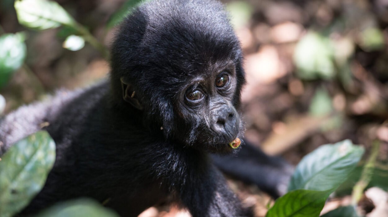Booking a Gorilla Safari to Uganda.