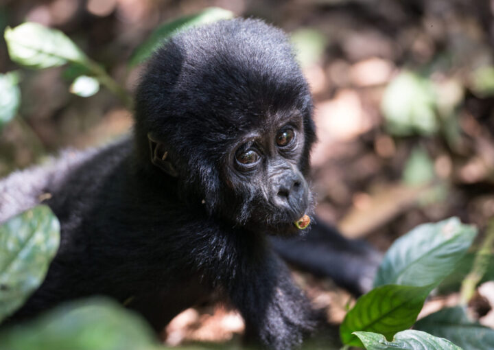 Booking a Gorilla Safari to Uganda.