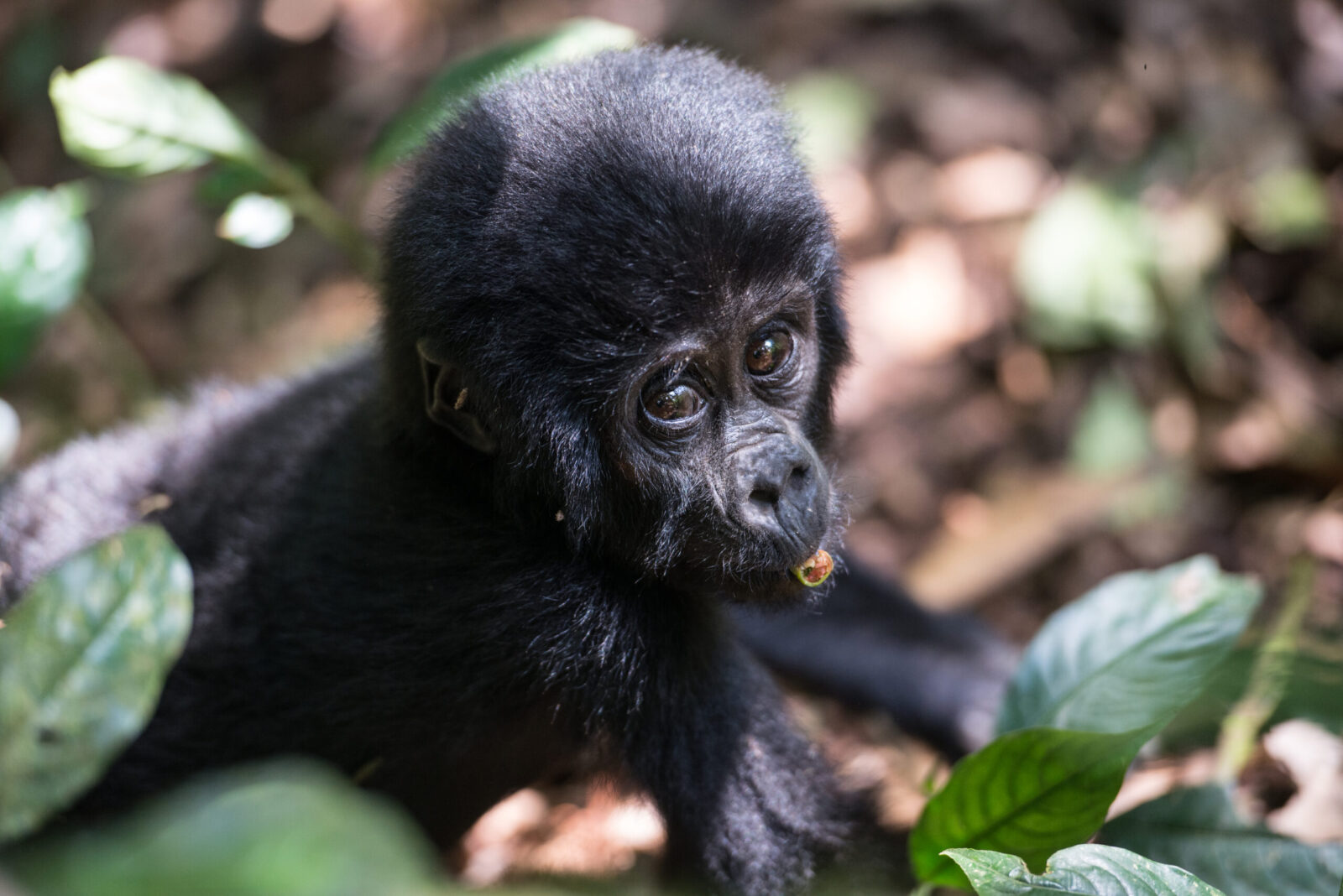 Booking a Gorilla Safari to Uganda.