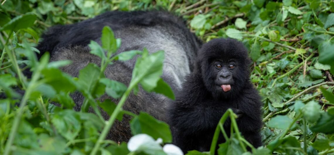 Book a gorilla permit to Uganda.