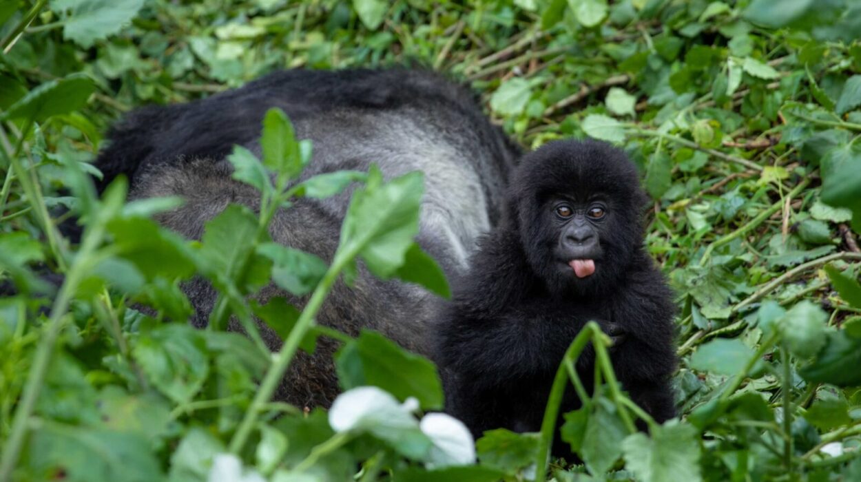 Book a gorilla permit to Uganda.
