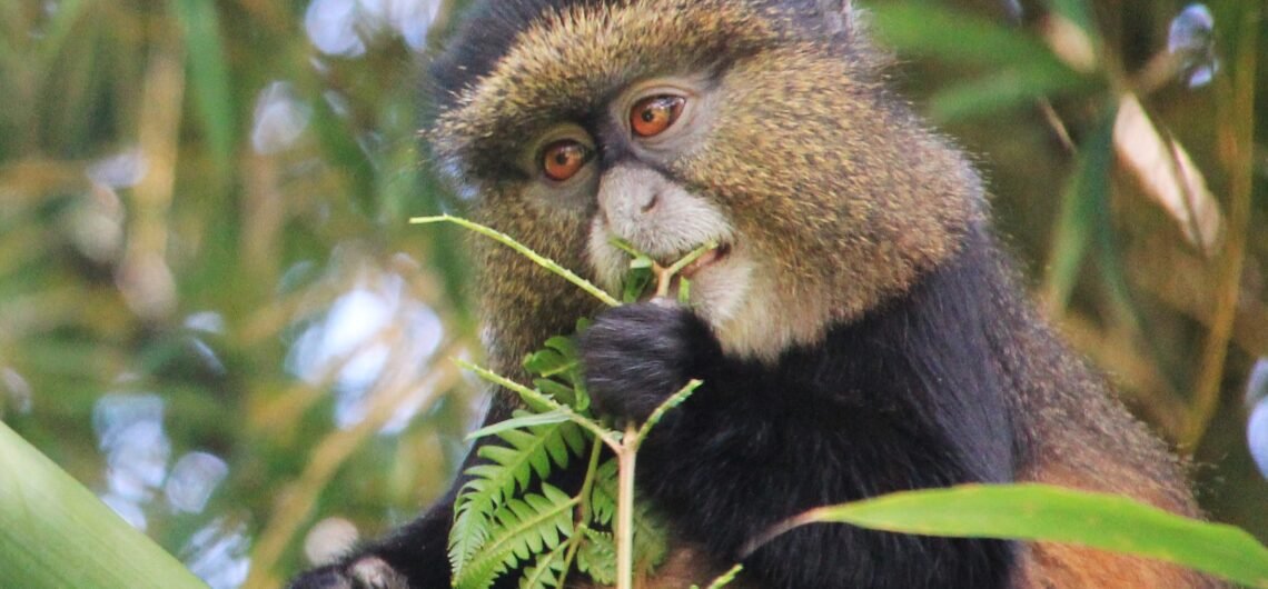 Tracking golden monkeys in Uganda and Rwanda.