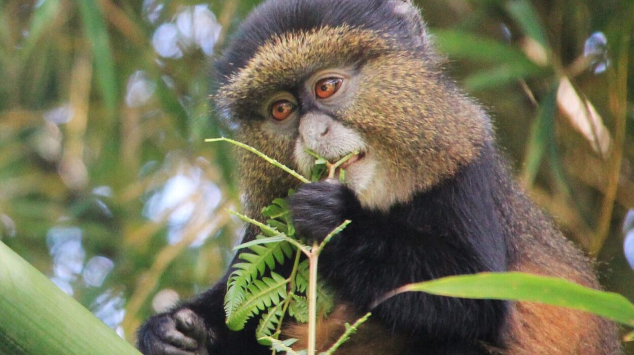 Tracking golden monkeys in Uganda and Rwanda.