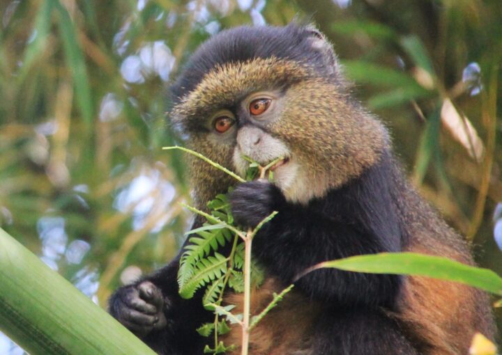Tracking golden monkeys in Uganda and Rwanda.