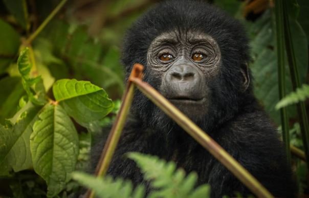 Gorilla Conservation in Uganda