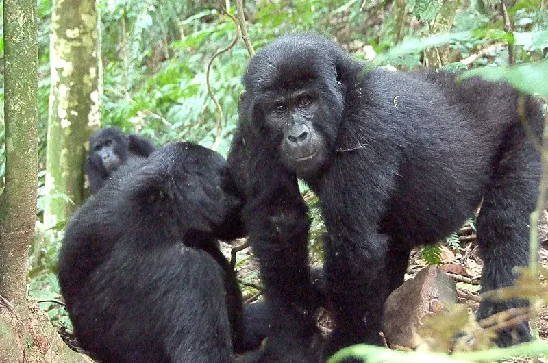 Chimpanzee encounters and adventures in Uganda with Katland safaris.