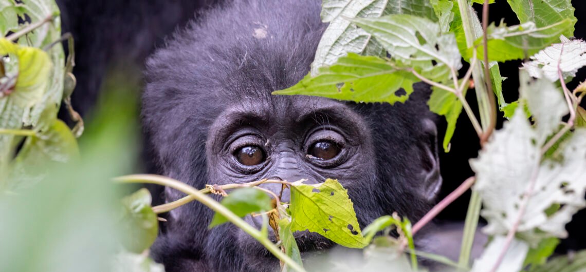 Gorilla trekking with family