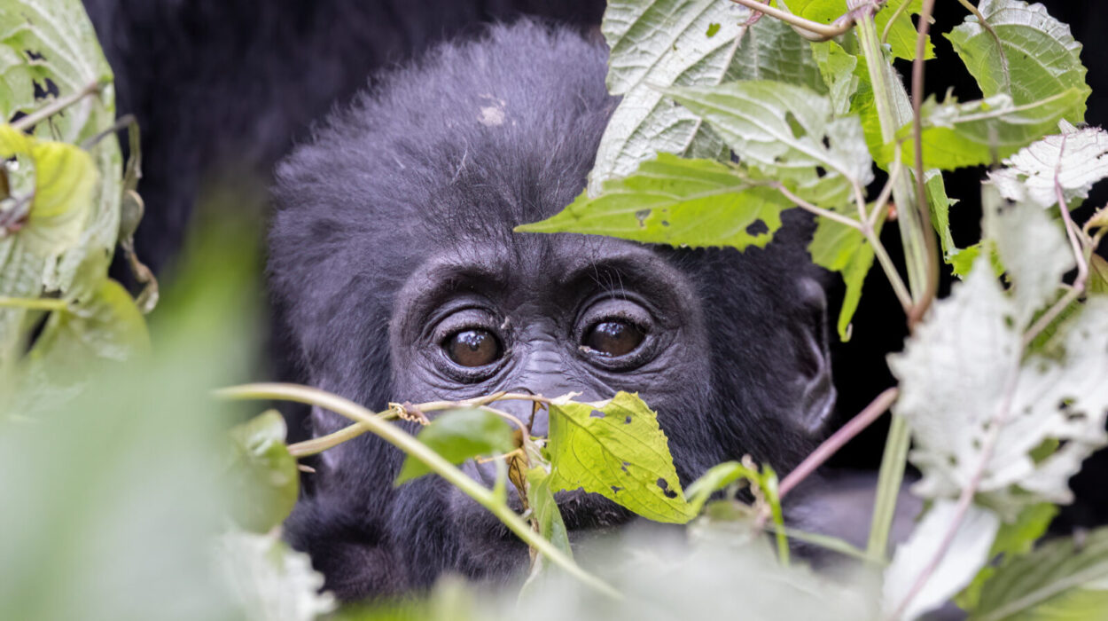 Gorilla trekking with family