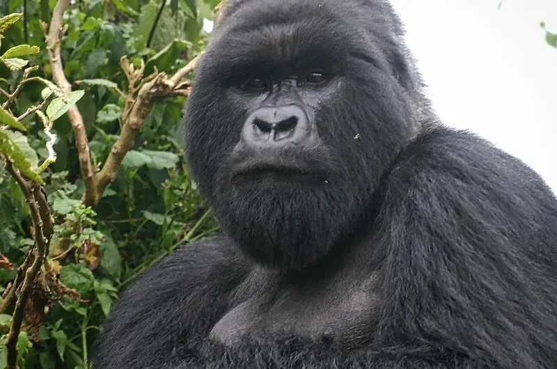 Flying to Bwindi for gorilla trekking Bwindi gorilla safaris – Affordable Gorilla trekking in Uganda