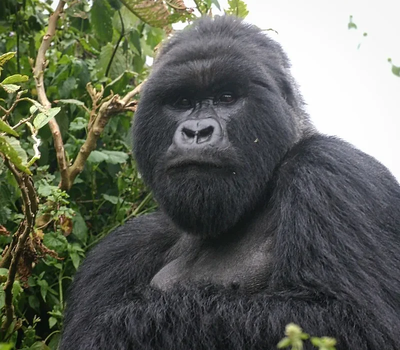 Flying to Bwindi for gorilla trekking Bwindi gorilla safaris – Affordable Gorilla trekking in Uganda