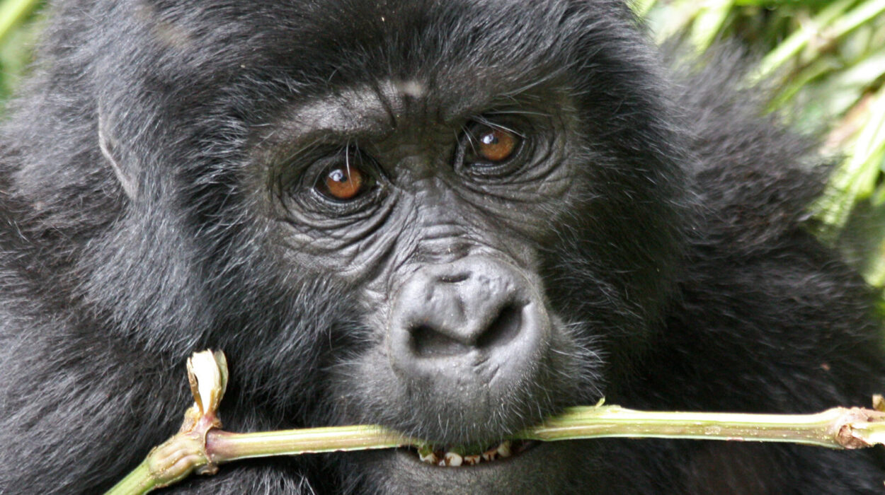 Flying to Bwindi for gorilla trekking