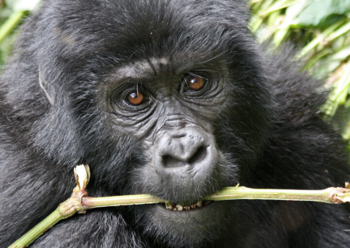 Flying to Bwindi for gorilla trekking