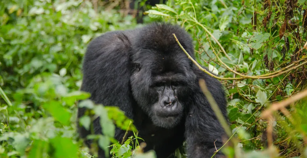 Flying to Bwindi for gorilla trekking Flying Bwindi gorilla safaris – Gorilla trekking – fly-in safari.