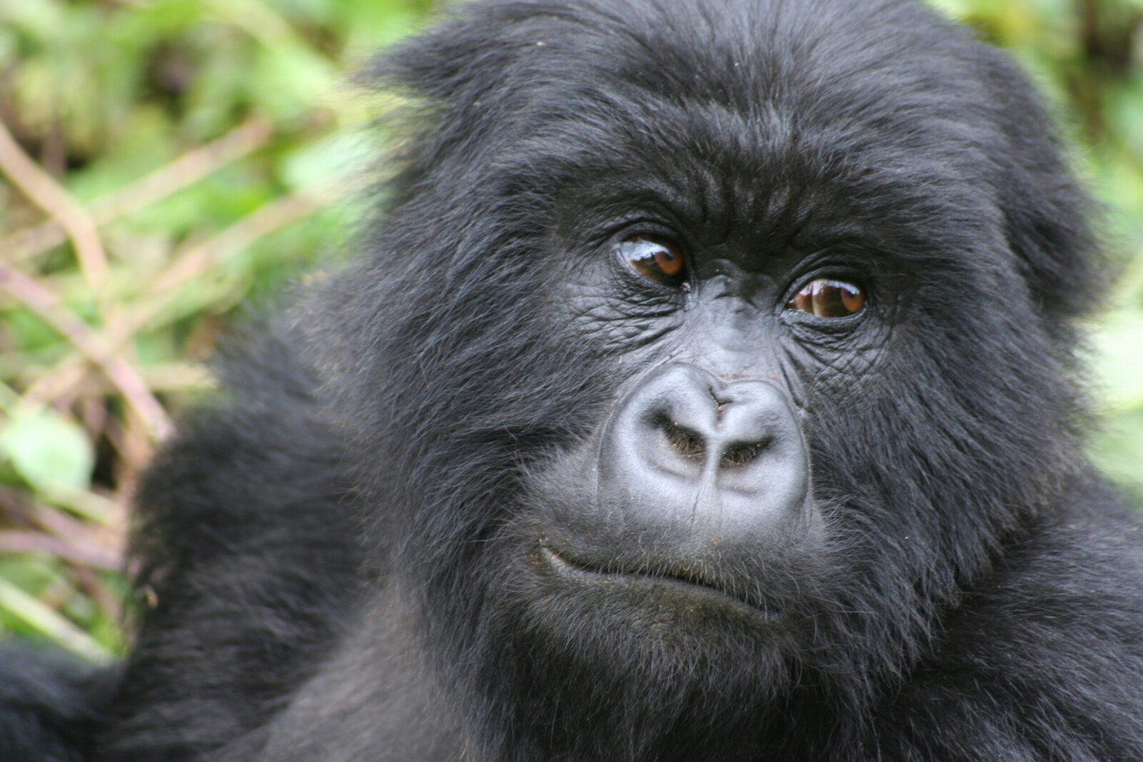 Gorilla groups in Bwindi
