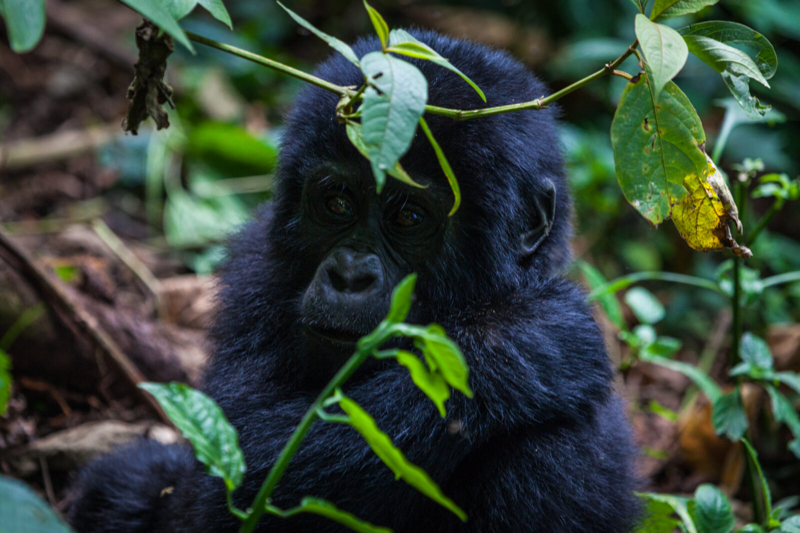 When should one book a gorilla safari?